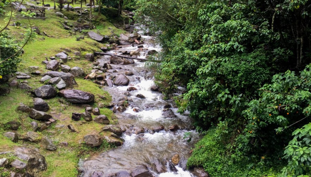 RECUPERACIÓN DE AREAS DISTURBADAS DE BOSQUES ESTRATÉGICOS PRODUCTORES DE AGUA EN LA MICROCUENCA QUEBRADA NUEVA DEL MUNICIPIO DE PUERTO LIBERTADOR